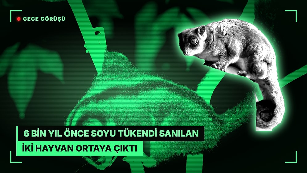 6 Bin Yıl Önce Soyu Tükendi Sanılan İki Hayvan Papua Ormanlarında Yaşıyormuş