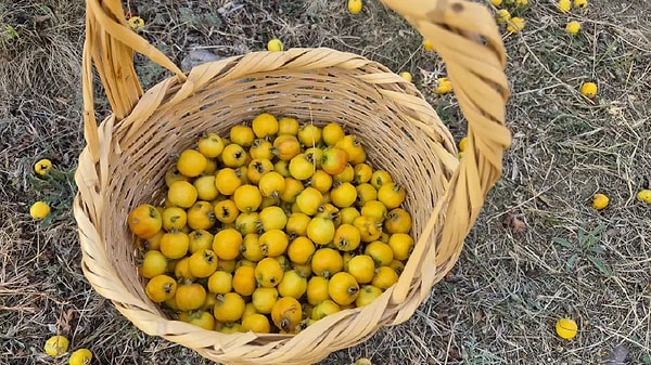 Alıcın antioksidan içeriği sayesinde kalp sağlığını koruduğu ve bağışıklığı güçlendirdiği öne sürülüyor.