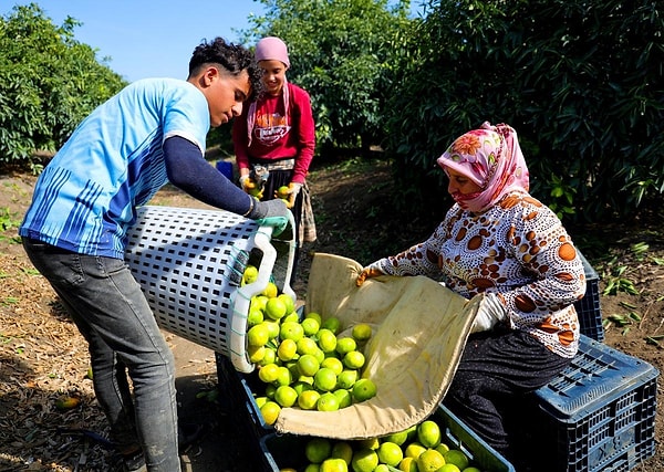 401 Bin Dönümde Hasat Zamanı