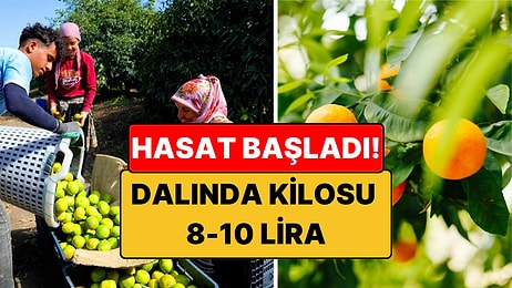Kışın Vazgeçilmezi Mandalina İçin Hasat Başladı: Dalında Kilosu 8 - 10 Lira