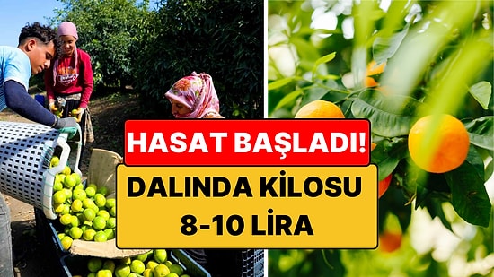 Kışın Vazgeçilmezi Mandalina İçin Hasat Başladı: Dalında Kilosu 8 - 10 Lira