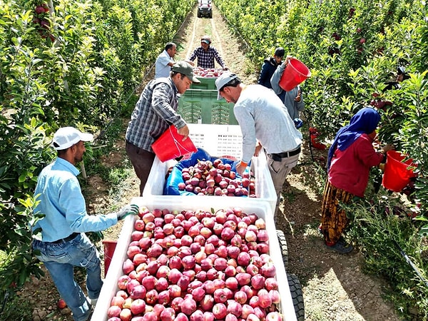 Bu yıl ilk bahçeden 300, ikinci bahçeden 100 ton olmak üzere toplam 400 ton elma bekleniyor.