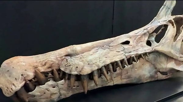 Bulgu çölün bir zamanlar zengin bir deniz olduğunu gösteriyor