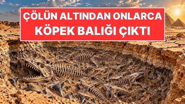 Çölün Altını Kazdılar: Onlarca Köpek Balığı Çıktı