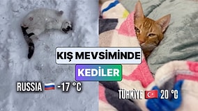 Dünyanın Farklı Ülkelerindeki Kedilerin Dondurucu Soğukla İmtihanı