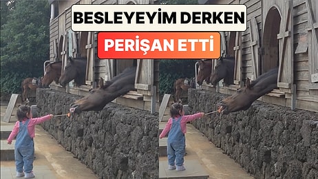 Kısacık Kollarıyla Ata Havuç Yedirmeye Çalışan Minik Kız Atı Perişan Etti
