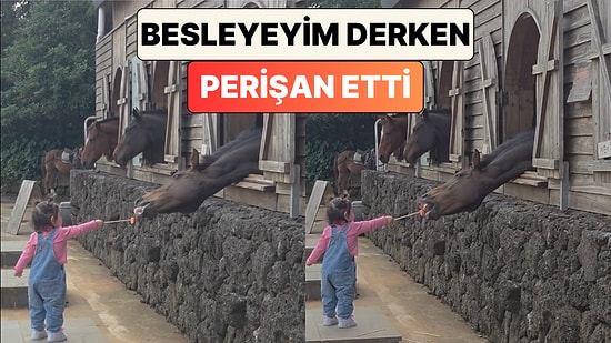 Kısacık Kollarıyla Ata Havuç Yedirmeye Çalışan Minik Kız Atı Perişan Etti