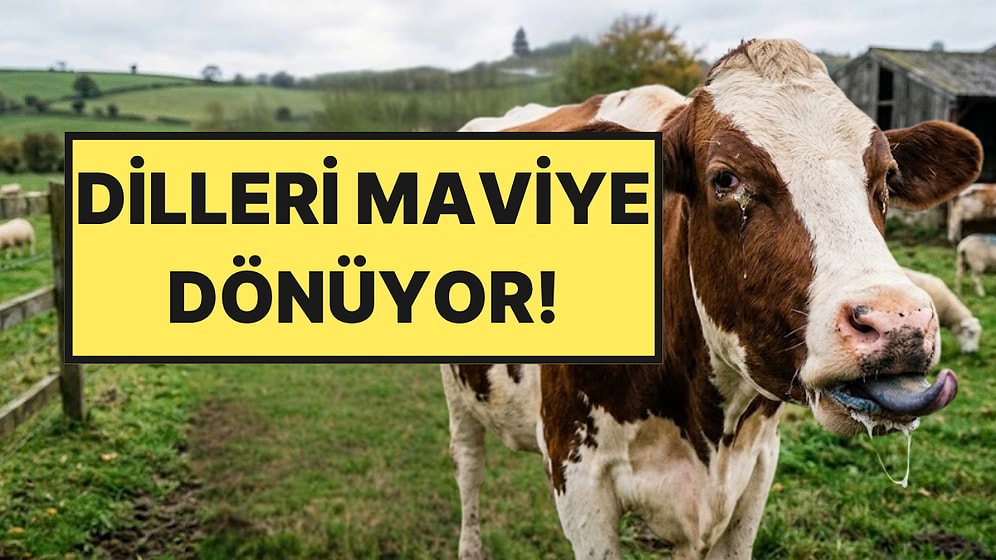 İneklerin Dili Maviye Dönmeye Başladı: Ülke Ülke Yayılıyor