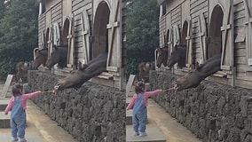 Hilarious Moment Toddler Struggles to Feed a Carrot to a Horse