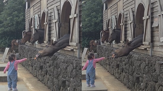 Hilarious Moment Toddler Struggles to Feed a Carrot to a Horse