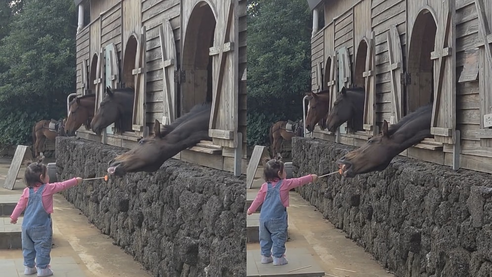 Hilarious Moment Toddler Struggles to Feed a Carrot to a Horse