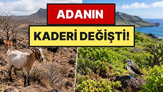 1800'lerde Getirilen Keçiler Adayı Felakete Sürükledi: 79 Bin Keçiyi Yok Etmek Zorunda Kaldılar