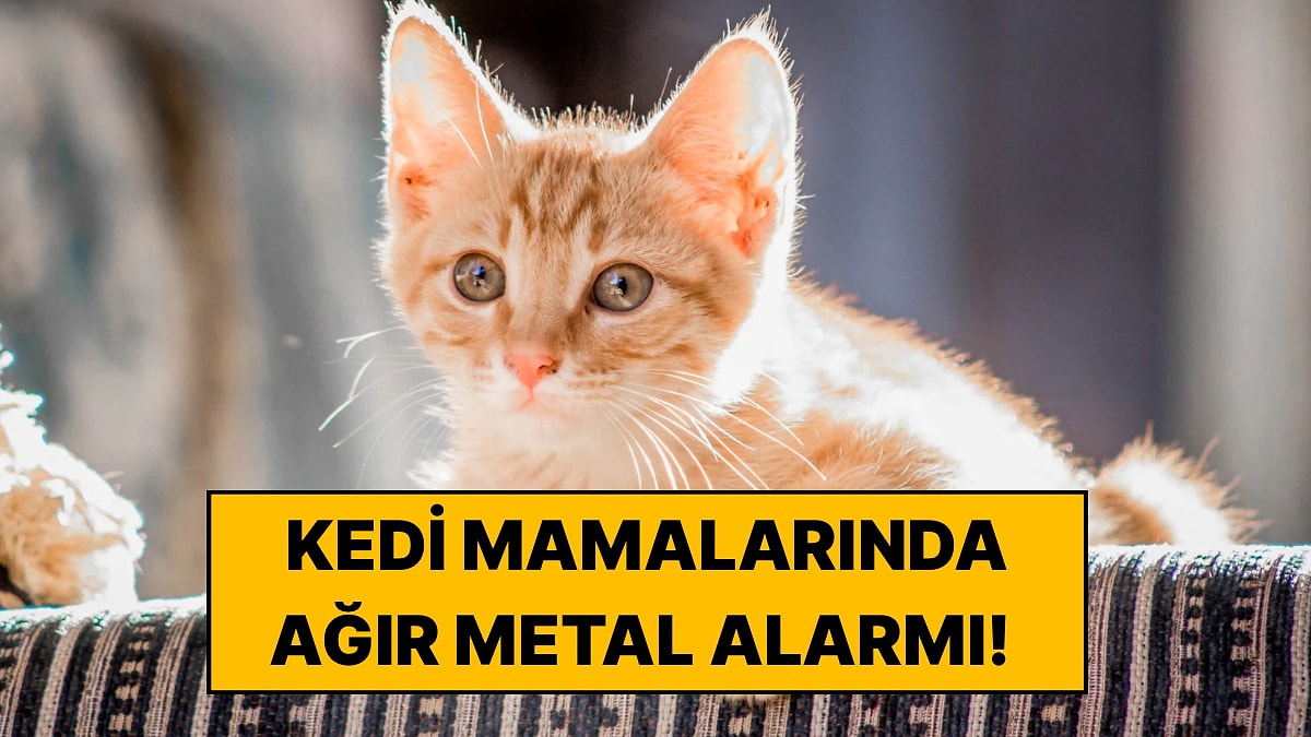 100 Kedi Maması İncelendi: Ortaya Çıkan Ağır Metal Sonuçları Endişe Yarattı