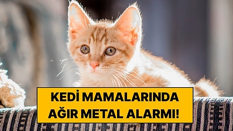 100 Kedi Maması İncelendi: Ortaya Çıkan Ağır Metal Sonuçları Endişe Yarattı