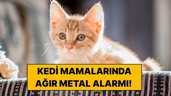 100 Kedi Maması İncelendi: Ortaya Çıkan Ağır Metal Sonuçları Endişe Yarattı