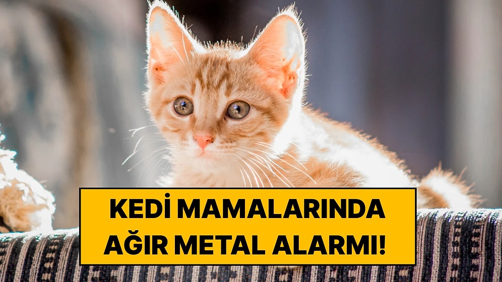 100 Kedi Maması İncelendi: Ortaya Çıkan Ağır Metal Sonuçları Endişe Yarattı
