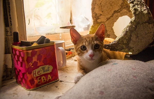 Her 10 Evden 6'sında Kedi Var