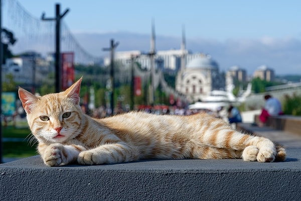 Peki Türkiye'de Durum Ne?
