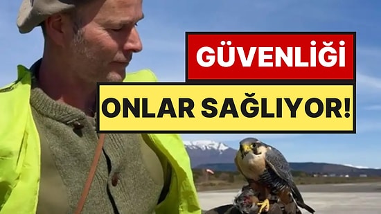 Havalimanında Yırtıcı Kuşları Uçurmaya Başladılar: Görevleri Güvenliği Sağlamak