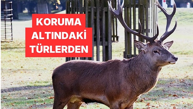 Bilecik'te Koruma Altındaki Bir Kızıl Geyik Görüntülendi