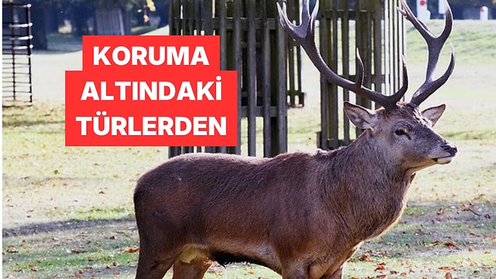 Bilecik'te Koruma Altındaki Bir Kızıl Geyik Görüntülendi