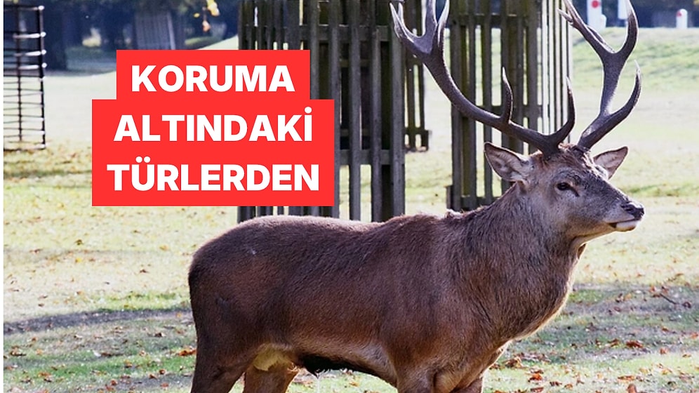 Bilecik'te Koruma Altındaki Bir Kızıl Geyik Görüntülendi