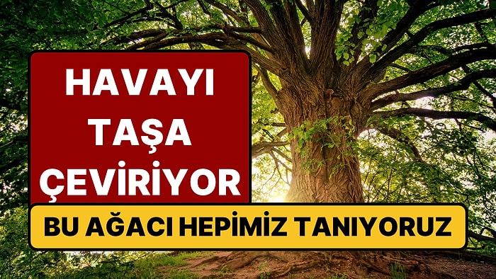 Kur'an'da Adı Geçen Ağacın Bilinmeyen Özelliği Ortaya Çıktı: Dikildiği Yeri Taşa Çeviriyor