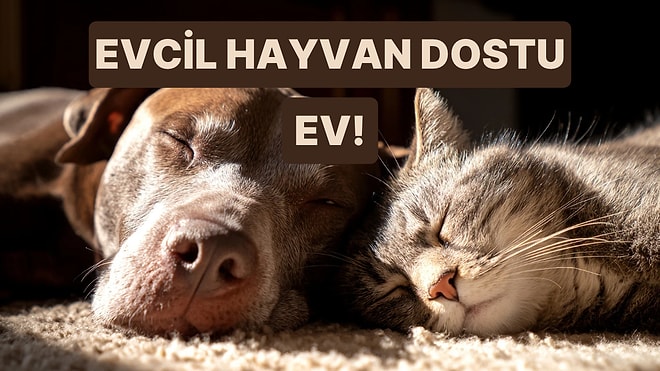 Evini Hayvan Dostu Bir Eve Dönüştürecek 10 Dokunuş