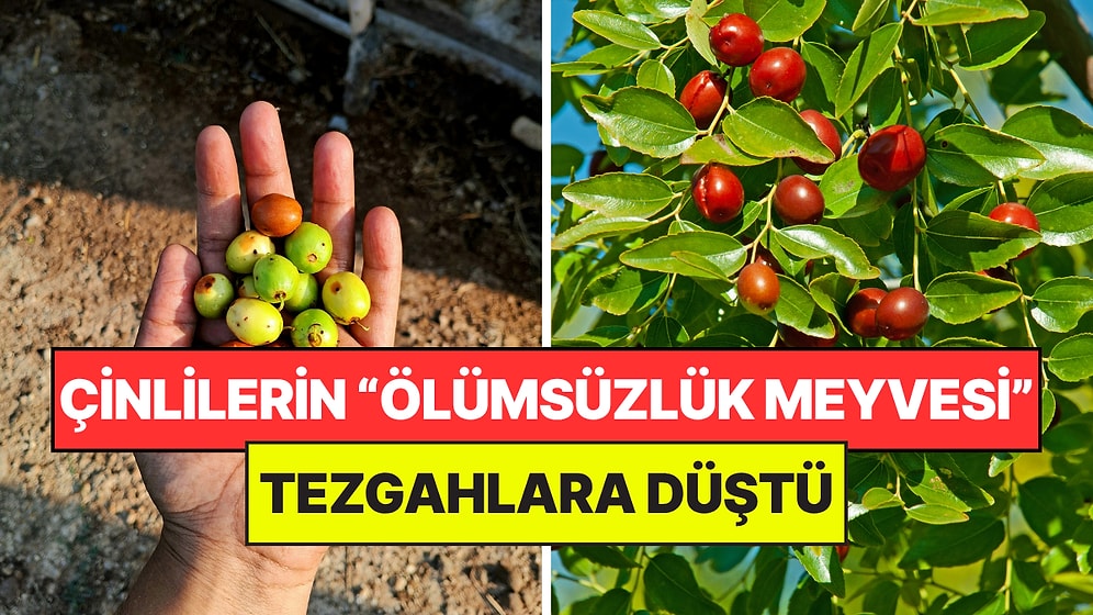 Çinlilerin Gözdesi Türkiye'de Tezgahlara İndi: 'Ölümsüzlük Meyvesi' Olarak Biliniyor