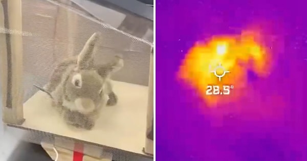 Robot Tavşanlar Nasıl Çalışıyor?