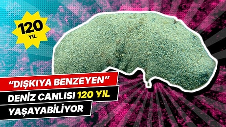 Dışkıya Benzeyen Deniz Canlısı 120 Yıldan Fazla Yaşayabiliyor: DNA Testi 24 Yıl Sonra Aynı Hayvanları Buldu