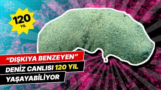 Dışkıya Benzeyen Deniz Canlısı 120 Yıldan Fazla Yaşayabiliyor: DNA Testi 24 Yıl Sonra Aynı Hayvanları Buldu