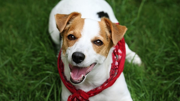 Koç: Jack Russell Terrier