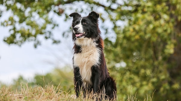 İkizler: Border Collie