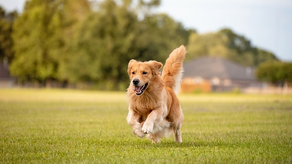 Yengeç: Golden Retriever
