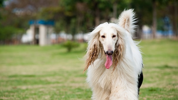 Aslan: Afgan Tazısı (Afghan Hound)
