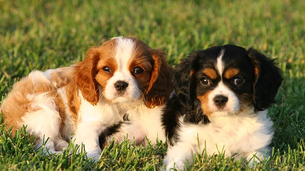 Terazi: Cavalier King Charles Spaniel