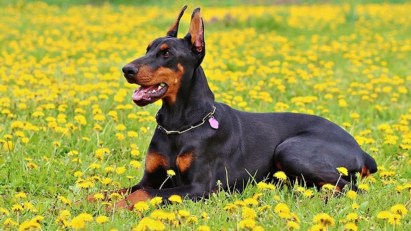 Akrep: Doberman
