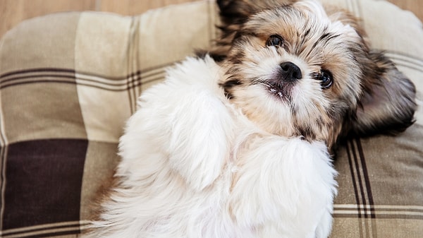 Balık: Shih Tzu