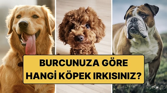 Burcunuza Göre Sizi Yansıtan Köpek Irkı Hangisi? 12 Burç, 12 Sadık Dost