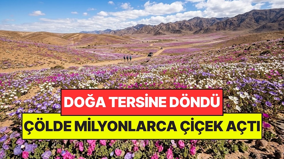 Doğa Tersine Döndü: Dünyanın En Kurak Çölünde Milyonlarca Çiçek Açtı
