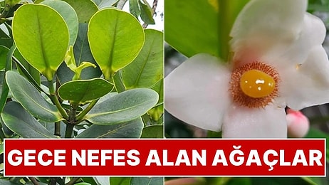Bu Ağaçlar Gündüz Değil Gece Nefes Alıyor: Kuraklığa Dayanıklı Fotosentezin Genetik Kökeni Araştırıldı