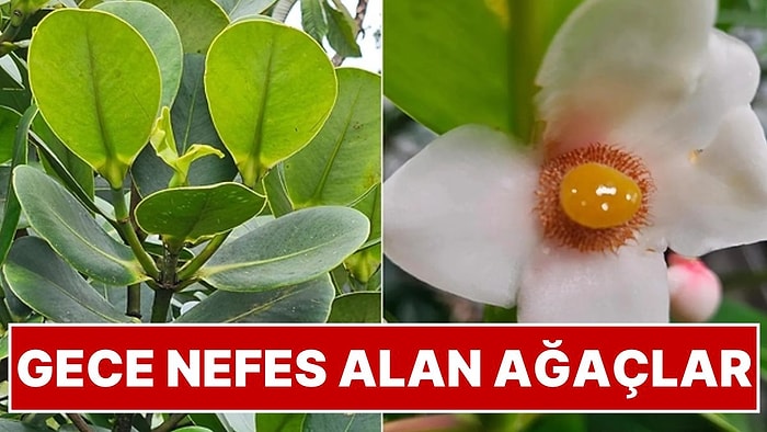 Bu Ağaçlar Gündüz Değil Gece Nefes Alıyor: Kuraklığa Dayanıklı Fotosentezin Genetik Kökeni Araştırıldı