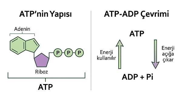 7. Bir hücrede ATP sentezinin büyük bölümünün gerçekleştiği ökaryotik organel aşağıdakilerden hangisidir?
