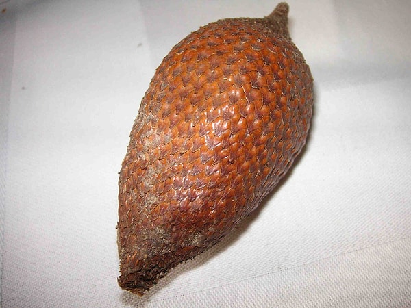 Salak, doğal olarak Sumatra Adası'nda yetişen bir palmiyenin meyvesi.