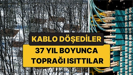 Toprağın Altına Kablo Döşediler, Ormanı 37 Yıl Isıttılar: Karbon Kaçmaya Başladı!