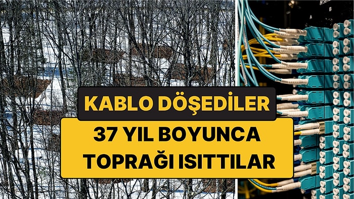 Toprağın Altına Kablo Döşediler, Ormanı 37 Yıl Isıttılar: Karbon Kaçmaya Başladı!