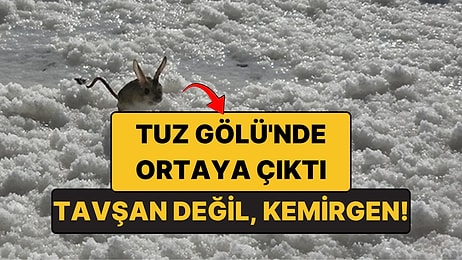 Tuz Gölü'nde Ne Olduğunu Bilemedikleri Bir Hayvan Çıktı: Kanguru Gibi Zıplayan Arap Tavşanı