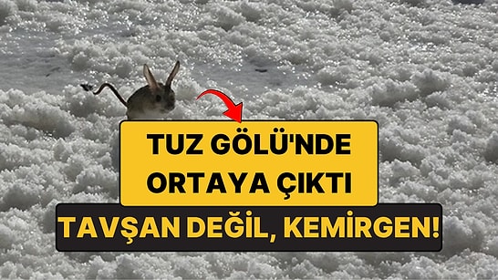 Tuz Gölü'nde Ne Olduğunu Bilemedikleri Bir Hayvan Çıktı: Kanguru Gibi Zıplayan Arap Tavşanı
