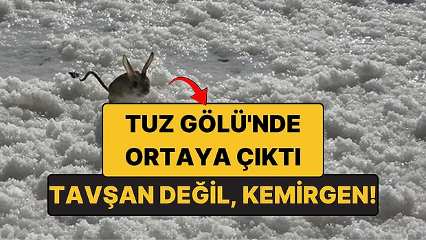 Tuz Gölü'nde Ne Olduğunu Bilemedikleri Bir Hayvan Çıktı: Kanguru Gibi Zıplayan Arap Tavşanı